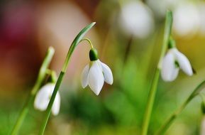 snowdrop little cute flowers