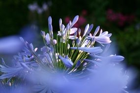 White agapanthus flowers blossom