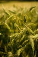 Field in Poland