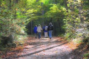 Hiking Trail Smoky Mountains