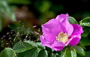 picturesque Wild Rose