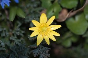 yellow spring celandine