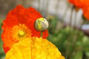 bright multi-colored poppies with buds