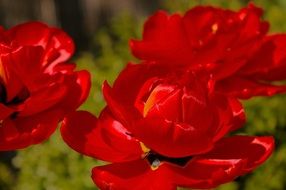 red roses tulips