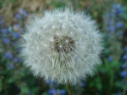 most beautiful Dandelions Flower