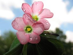 pink flowers four leaf clover