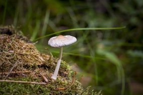 mushroom forest moss nature