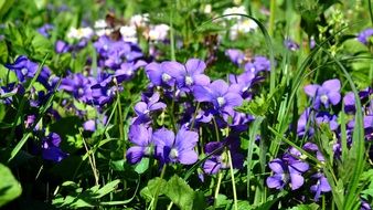 landscape of Spring Violet Flowers meadow