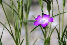 plant with small white purple flowers