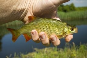 river fish in hand