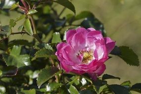 beautiful dog rose