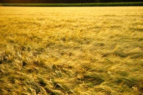 Field Spike Grain