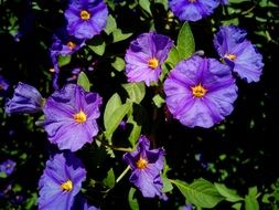 Solanum Rantonnetii Flowers