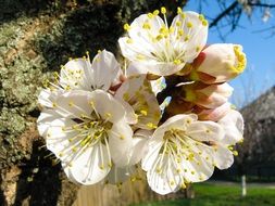 flowering apricot branch in spring