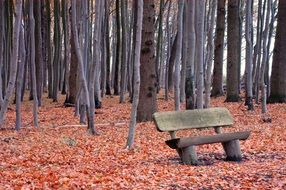 bench in the forest with fallen red leaves