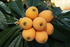 loquat leaves and fruits