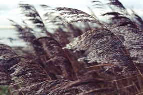 dry reed near the lake close-up