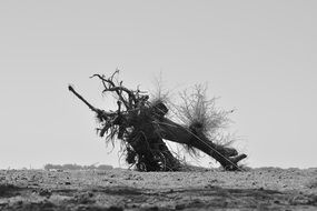 unusual dead tree, black and white