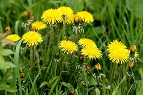 yellow dandelions in early summer