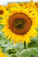 sunflower agriculture