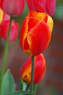 Close-up of the colorful tulip flowers