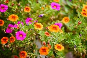 purple and orange summer flowers in the garden