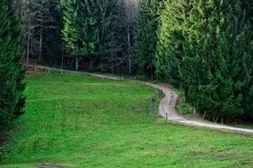 forest path near green trees