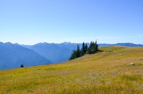 yellow grass on the mountain