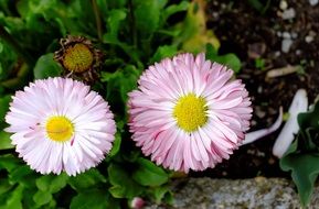 incomparable Daisy Flower