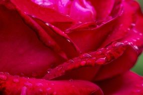 red rose close-up in the garden