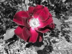 rose flowerhead on the grey background