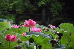 Lotus Natural