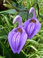 Violet Two Flowers