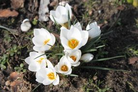 white crokus flowers