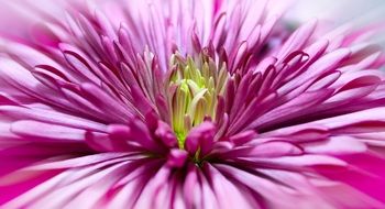 Pink Chrysanthemum Blossom macro photo