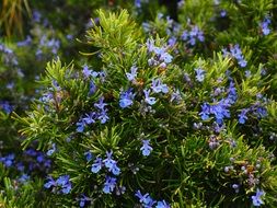 Rosemary Flowers