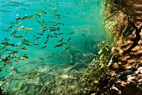 lot of fish in clear water in croatia