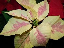 poinsettia in a flower pot