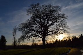 huge tree at dusk
