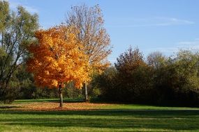Golden Autumn Tree on green lawn