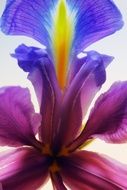 purple burgundy iris close-up