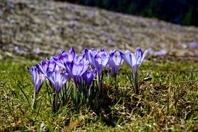 blue crocuses in sunny tatras, slovakia
