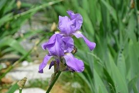 blue Iris Flowers on flower bed