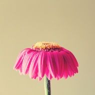 pink gerbera flower on a light background