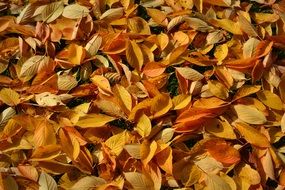 fallen dry leaves