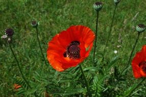 red bright klatschmohn