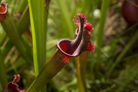 closeup view of red Dark plants