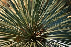 plant with long narrow leaves, top view