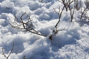 dry plants in white snow