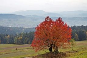 foggy island beskids Mountains at Autumn, poland
